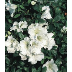 EVERGREEN AZALEA 'Gumpo White' 2L EVERGREEN AZALEA 'Gumpo White' 2L