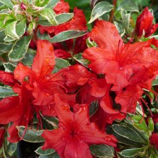 EVERGREEN AZALEA 'Hotshot Variegated' 2L EVERGREEN AZALEA 'Hotshot Variegated' 2L