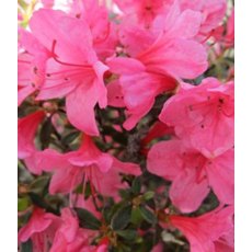 EVERGREEN AZALEA 'Madame Van Hecke' 2L EVERGREEN AZALEA 'Madame Van Hecke' 2L