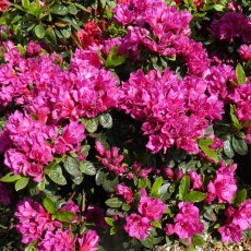 EVERGREEN AZALEA 'Magic Flute' 2L EVERGREEN AZALEA 'Magic Flute' 2L