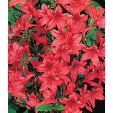 EVERGREEN AZALEA 'Marilee' 2L EVERGREEN AZALEA 'Marilee' 2L