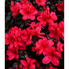 EVERGREEN AZALEA 'Maruschka' 2L EVERGREEN AZALEA 'Maruschka' 2L