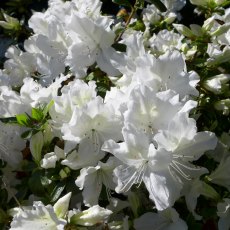 EVERGREEN AZALEA 'Mary Helen' 2L EVERGREEN AZALEA 'Mary Helen' 2L