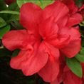 EVERGREEN AZALEA 'Mother's Day' 2L EVERGREEN AZALEA 'Mother's Day' 2L