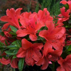 EVERGREEN AZALEA 'Nakaharai Orange' 2L EVERGREEN AZALEA 'Nakaharai Orange' 2L