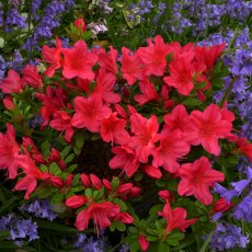 EVERGREEN AZALEA 'Nico' 2L EVERGREEN AZALEA 'Nico' 2L