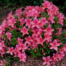 EVERGREEN AZALEA 'Pink Pancake' 2L EVERGREEN AZALEA 'Pink Pancake' 2L