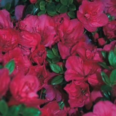 EVERGREEN AZALEA 'Purple Cushion' 2L EVERGREEN AZALEA 'Purple Cushion' 2L