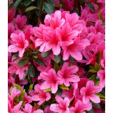 EVERGREEN AZALEA 'Sylvester' 2L EVERGREEN AZALEA 'Sylvester' 2L