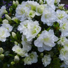 EVERGREEN AZALEA 'Snow Pearl' 2L EVERGREEN AZALEA 'Snow Pearl' 2L