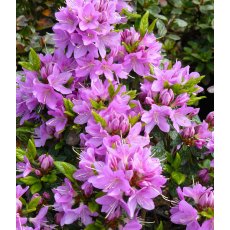 EVERGREEN AZALEA 'Tit Willow' 2L EVERGREEN AZALEA 'Tit Willow' 2L