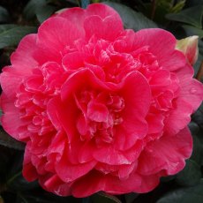 Camellia x williamsii 'Anticipation'   1.5L Camellia x williamsii 'Anticipation'   1.5L