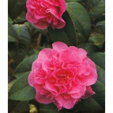 Camellia x williamsii 'Debbie'   1.5L Camellia x williamsii 'Debbie'   1.5L