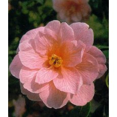 Camellia x williamsii 'Donation'   1.5L Camellia x williamsii 'Donation'   1.5L