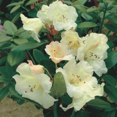 DWARF RHODODENDRON 'Cowslip' 3L DWARF RHODODENDRON 'Cowslip' 3L