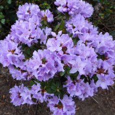 DWARF RHODODENDRON 'Night Sky' 3L DWARF RHODODENDRON 'Night Sky' 3L