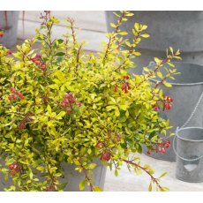 Escallonia 'Golden Carpet' 3L Escallonia 'Golden Carpet' 3L