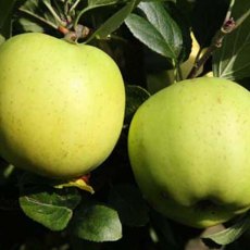 Apple (Malus) 'Greensleeves' - Bush - M26 12L Apple (Malus) 'Greensleeves' - Bush - M26 12L
