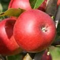 Apple (Malus) 'Scrumptious'® - Bush - M26 12L Apple (Malus) 'Scrumptious'® - Bush - M26 12L