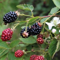 Blackberry (Rubus) 'Navaho Summerlong®' 3L Blackberry (Rubus) 'Navaho Summerlong®' 3L