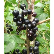 Blackcurrant (Ribes) 'Ben Sarek®' 3L Blackcurrant (Ribes) 'Ben Sarek®' 3L
