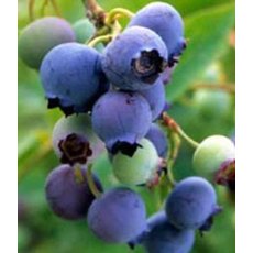 Blueberry (Vaccinium) 'Bluecrop' 3L Blueberry (Vaccinium) 'Bluecrop' 3L