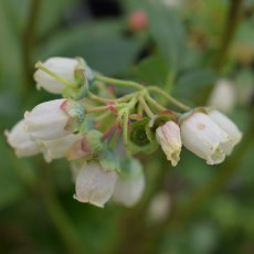Blueberry (Vaccinium) 'Liberty®' 3L Blueberry (Vaccinium) 'Liberty®' 3L