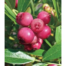 Blueberry (Vaccinium) 'Pink Lemonade' 3L Blueberry (Vaccinium) 'Pink Lemonade' 3L