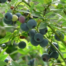 Blueberry (Vaccinium) 'Sunshine Blue' 3L Blueberry (Vaccinium) 'Sunshine Blue' 3L