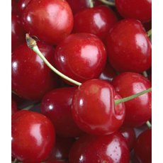 Cherry (Prunus) 'Stella' - Bush - Colt   12L Cherry (Prunus) 'Stella' - Bush - Colt   12L