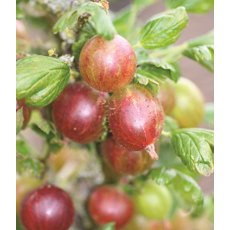 Gooseberry (Ribes) 'Captivator (Red) 3L Gooseberry (Ribes) 'Captivator (Red) 3L