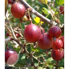 Gooseberry (Ribes) 'Hinnonmaki Red' 3L Gooseberry (Ribes) 'Hinnonmaki Red' 3L