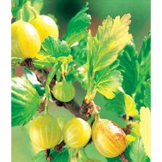 Gooseberry (Ribes) 'Hinnonmaki Yellow' 3L Gooseberry (Ribes) 'Hinnonmaki Yellow' 3L