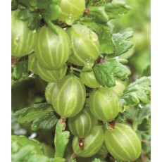 Gooseberry (Ribes) 'Invicta®' 3L Gooseberry (Ribes) 'Invicta®' 3L