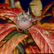 Medlar (Mespilus) 'Nottingham' Half-Standard (Quince A) 12L Medlar (Mespilus) 'Nottingham' Half-Standard (Quince A) 12L