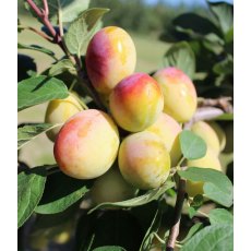 Miracot (Prunus) 'Aprimira'® - Bush - Wavit® 12L Miracot (Prunus) 'Aprimira'® - Bush - Wavit® 12L