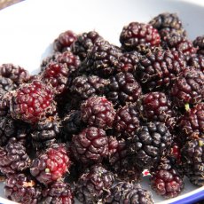 Mulberry (Morus) 'Chelsea' (King James) - Half Standard 12L Mulberry (Morus) 'Chelsea' (King James) - Half Standard 12L