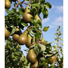 Pear (Pyrus) 'Conference' - Bush - Quince A 12L Pear (Pyrus) 'Conference' - Bush - Quince A 12L