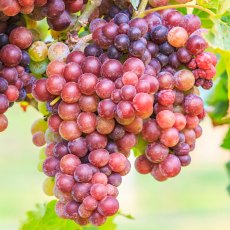 Grapevine (Vitis) 'Strawberry' (Outdoor)(O/R) 3L Grapevine (Vitis) 'Strawberry' (Outdoor)(O/R) 3L