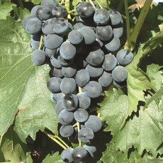 Grapevine (Vitis) 'Muscat Bleu' (Outdoor)(O/B) 3L Grapevine (Vitis) 'Muscat Bleu' (Outdoor)(O/B) 3L