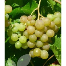 Grapevine (Vitis) 'Phoenix' (Outdoor)(O/W) 3L Grapevine (Vitis) 'Phoenix' (Outdoor)(O/W) 3L