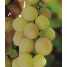 Grapevine (Vitis) 'Bacchus' (Outdoor)(O/W) 3L Grapevine (Vitis) 'Bacchus' (Outdoor)(O/W) 3L