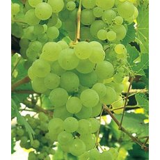 Grapevine (Vitis) 'Lakemont Seedless' (Indoor/Outdoor)(O/W/S) 3L Grapevine (Vitis) 'Lakemont Seedless' (Indoor/Outdoor)(O/W/S) 3L