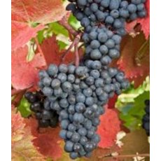 Grapevine (Vitis) 'Regent' (Outdoor)(O/B) 3L Grapevine (Vitis) 'Regent' (Outdoor)(O/B) 3L