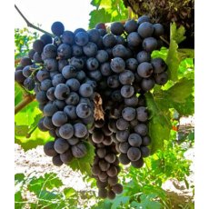 Grapevine (Vitis) 'Black Hamburgh' (Indoor)(G/B/D) 3L Grapevine (Vitis) 'Black Hamburgh' (Indoor)(G/B/D) 3L