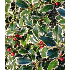 Ilex aquifolium 'Aurea marginata' (F) 3L Ilex aquifolium 'Aurea marginata' (F) 3L