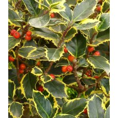 Ilex x altaclerensis 'Golden King' (F) 3L Ilex x altaclerensis 'Golden King' (F) 3L