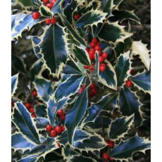 Ilex aquifolium 'Handsworth New Silver' (F) 3L Ilex aquifolium 'Handsworth New Silver' (F) 3L