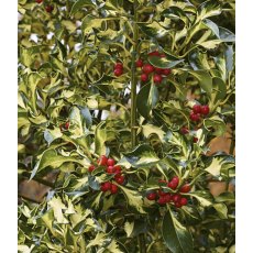 Ilex aquifolium 'Silver Milkmaid' (F) 3L Ilex aquifolium 'Silver Milkmaid' (F) 3L