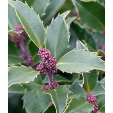 Ilex x meserveae 'Blue Prince' 3L Ilex x meserveae 'Blue Prince' 3L